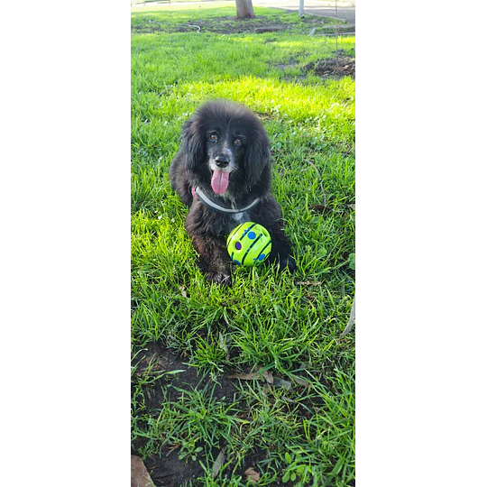 Pelota interactiva