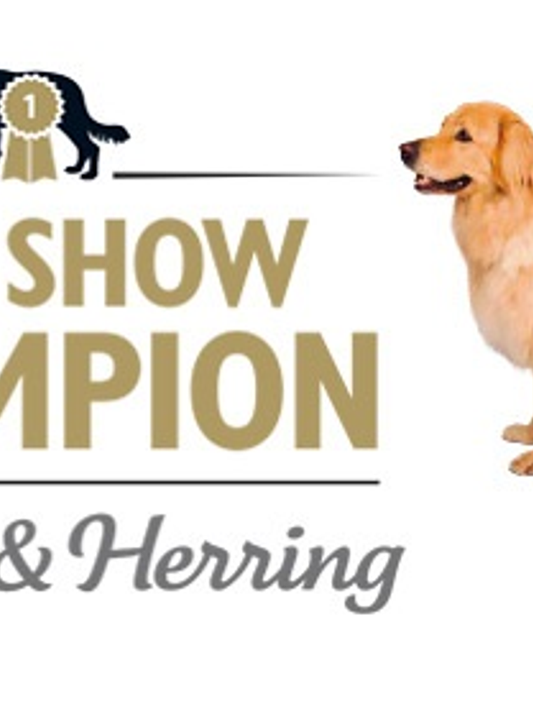 Brit Care Dog Show Champion  2