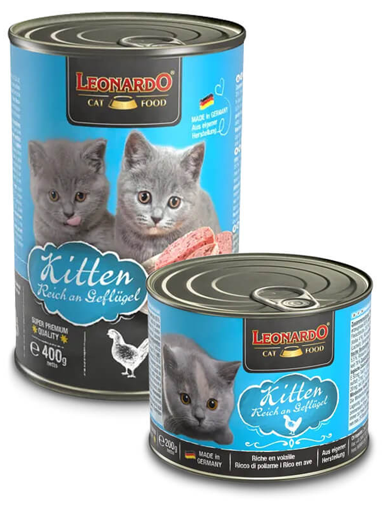Leonardo Gato Kitten Pollo  1