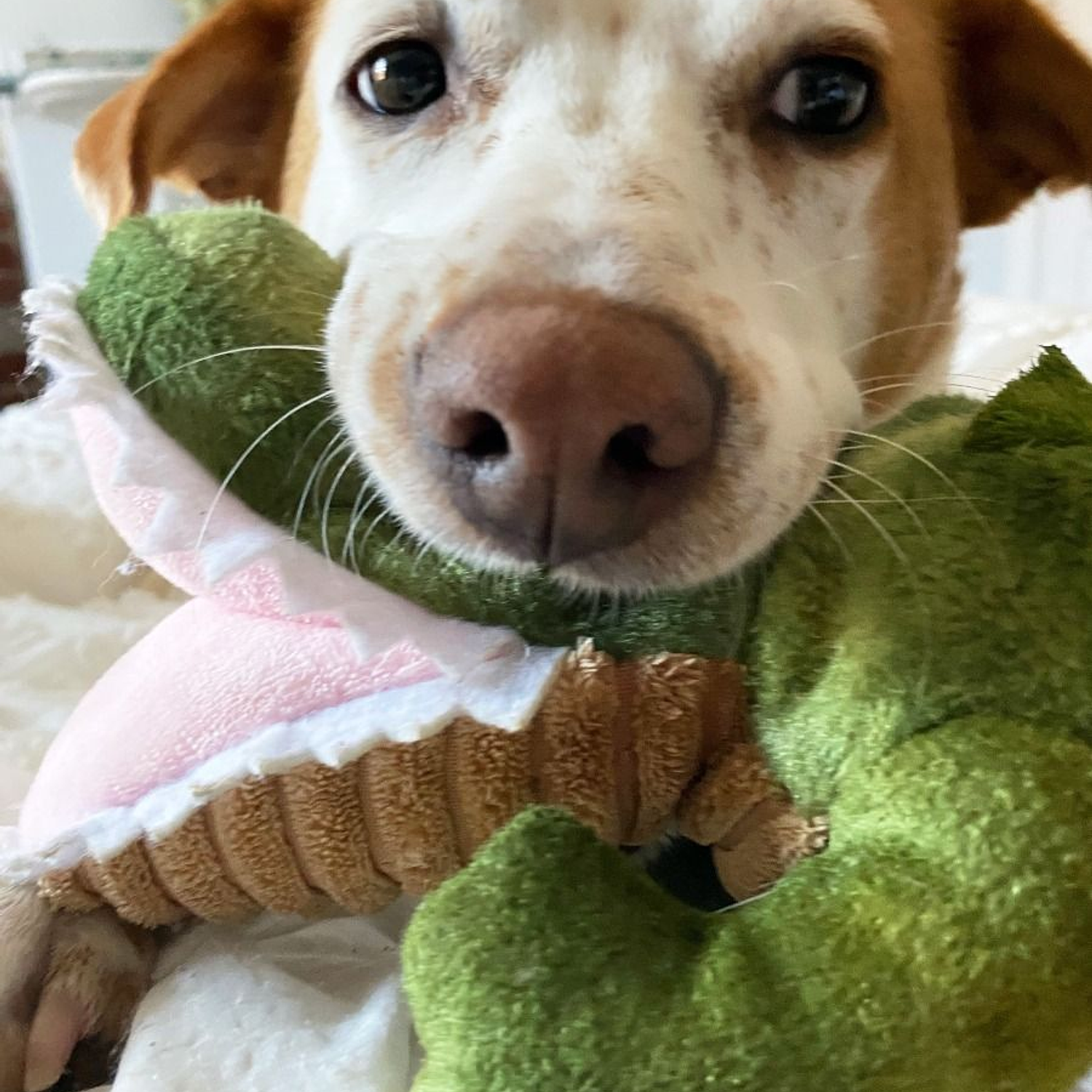 Tall Tails Cocodrilo con sonido 5