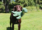 Tall Tails Nessie con sonido - Miniatura 4