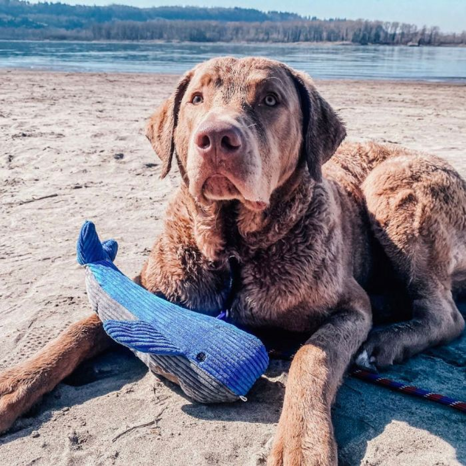 Tall Tails Ballena con sonido 4