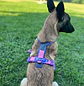 Non-stop dogwear Line Harness 5.0 - Miniatura 2