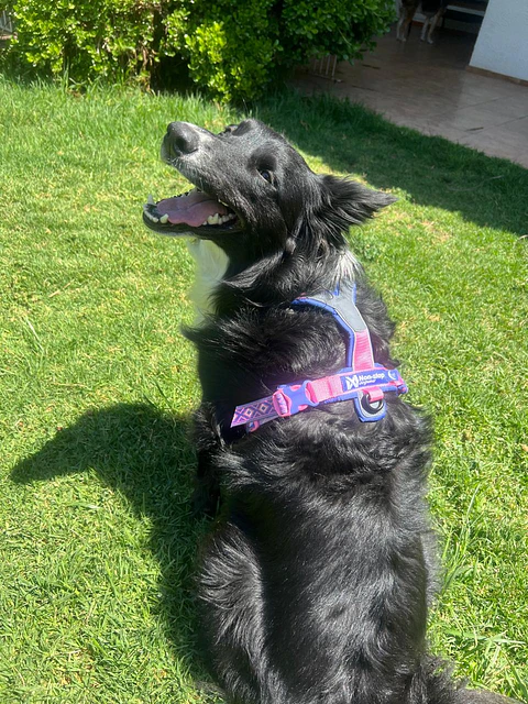 Non-stop dogwear Line Harness 5.0