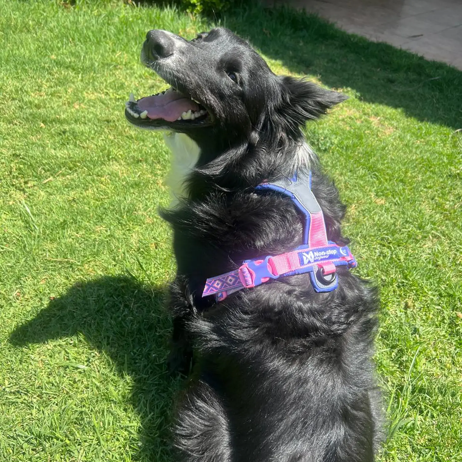 Non-stop dogwear Line Harness 5.0 3