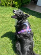 Non-stop dogwear Line Harness 5.0 - Miniatura 1