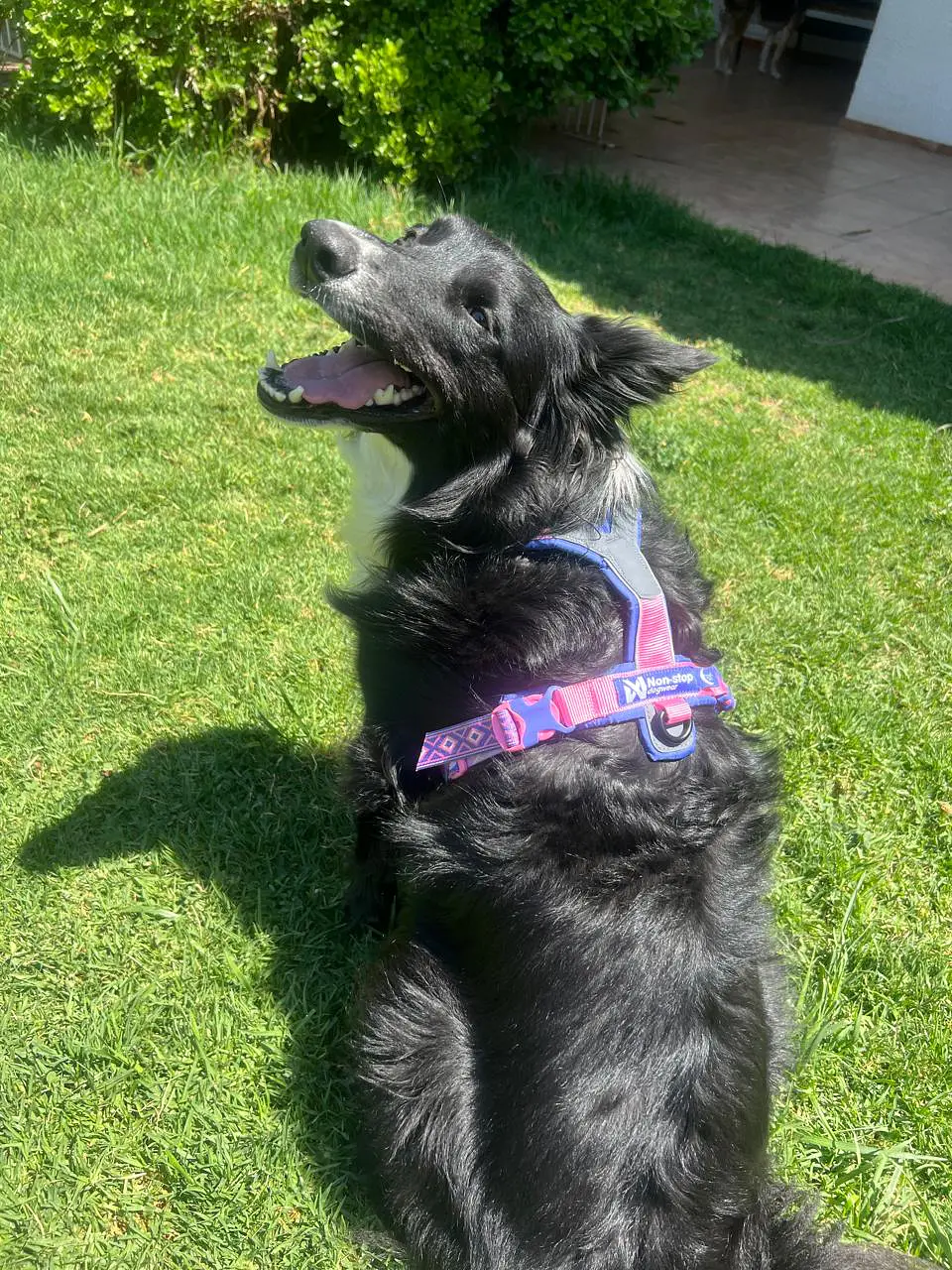 Non-stop dogwear Line Harness 5.0 1