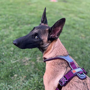 Non-stop dogwear Line Harness 5.0