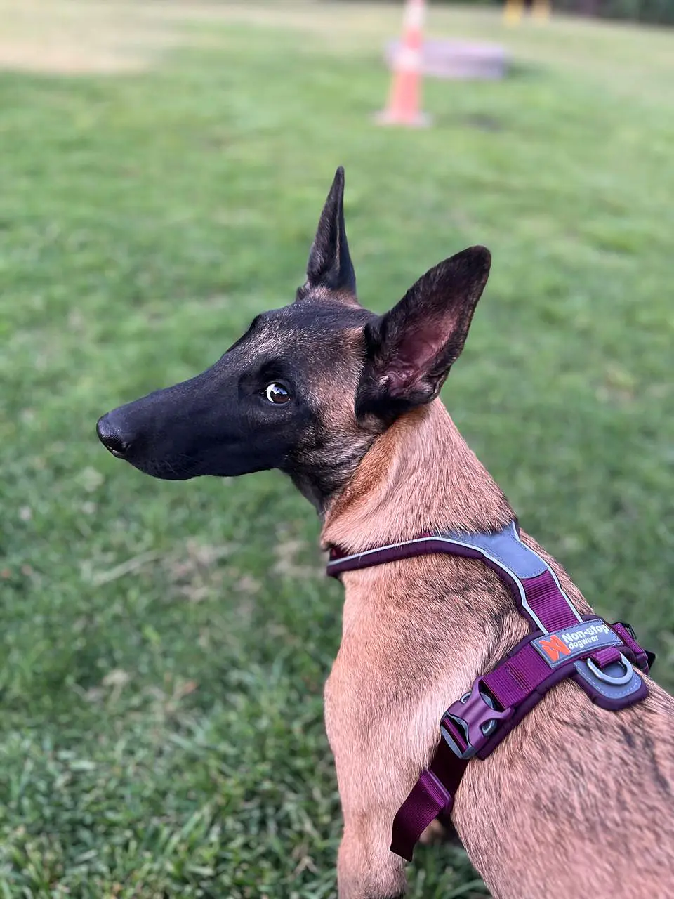 Non-stop dogwear Line Harness 5.0 3
