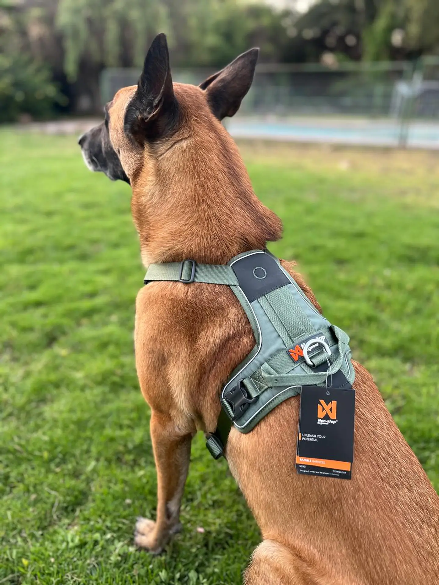 Non-stop dogwear Ramble Harness  1
