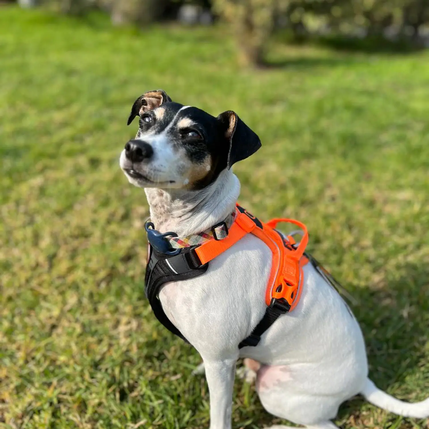 Non-stop dogwear Rambless Harness  2