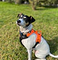 Non-stop dogwear Rambless Harness  - Miniatura 2