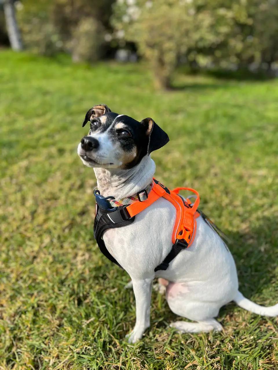 Non-stop dogwear Ramble Harness  2