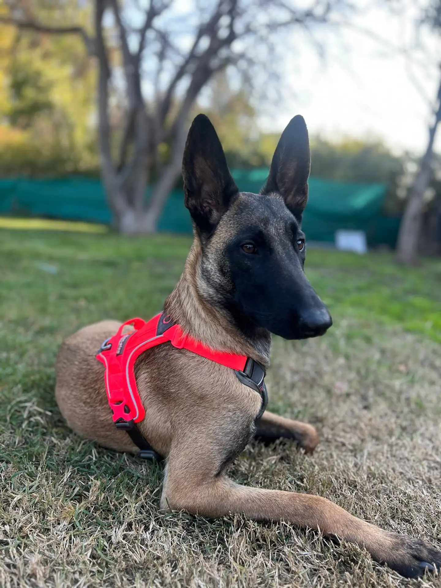 Non-stop dogwear Ramble Harness  3