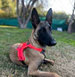 Non-stop dogwear Rambless Harness  - Miniatura 3