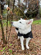 Non-Stop dogwear Trekking Raincoat - Miniatura 2