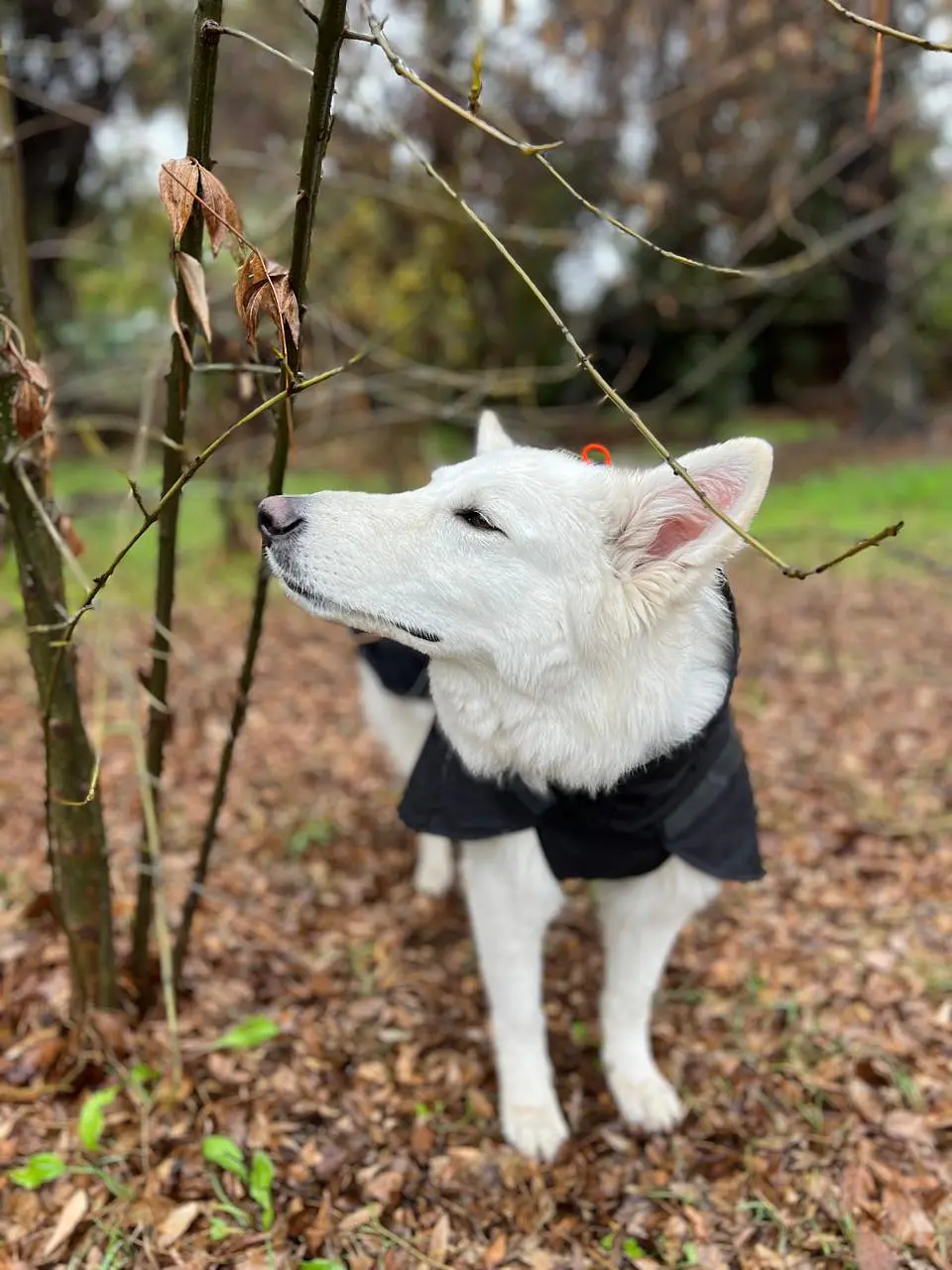 Non-Stop dogwear Trekking Raincoat 2