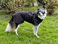 Non-Stop dogwear Trekking Raincoat - Miniatura 3