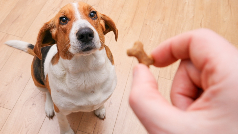 🍪 Snacks y Alimentos