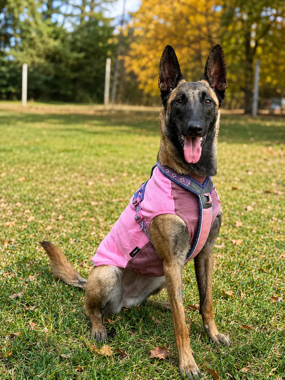 Non-stop dogwear Trail Quest Fleece Pullover 4