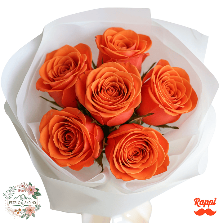 Rosas Sol Radiante X6 1