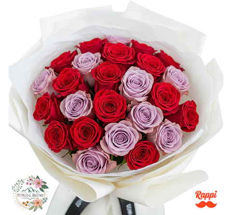 Rosas Encanto Dual X24