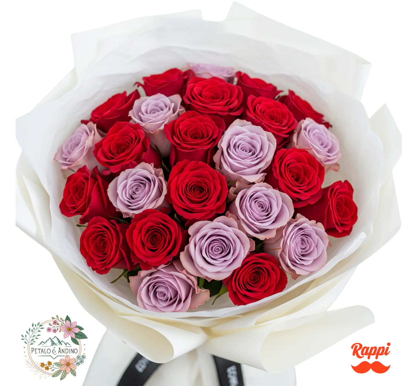 Rosas Encanto Dual X24 1