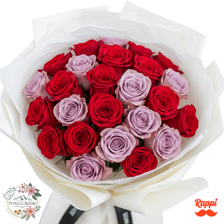 Rosas Encanto Dual X24 1