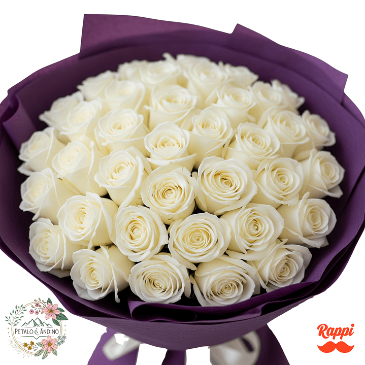 Rosas Pureza Blanca X24 1