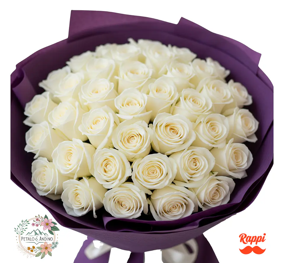 Rosas Pureza Blanca X24 1