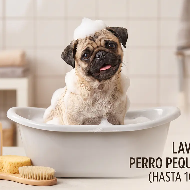Perro Pequeño (10 KG) 1