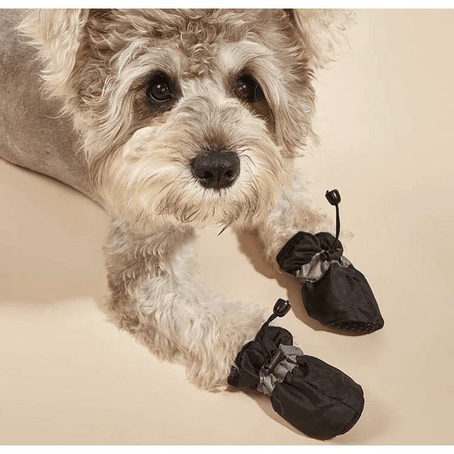 Zapato mascotas