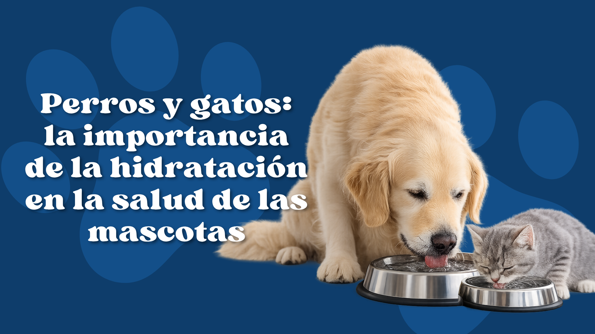 Perros y gatos: la importancia de la hidratación en la salud de las mascotas