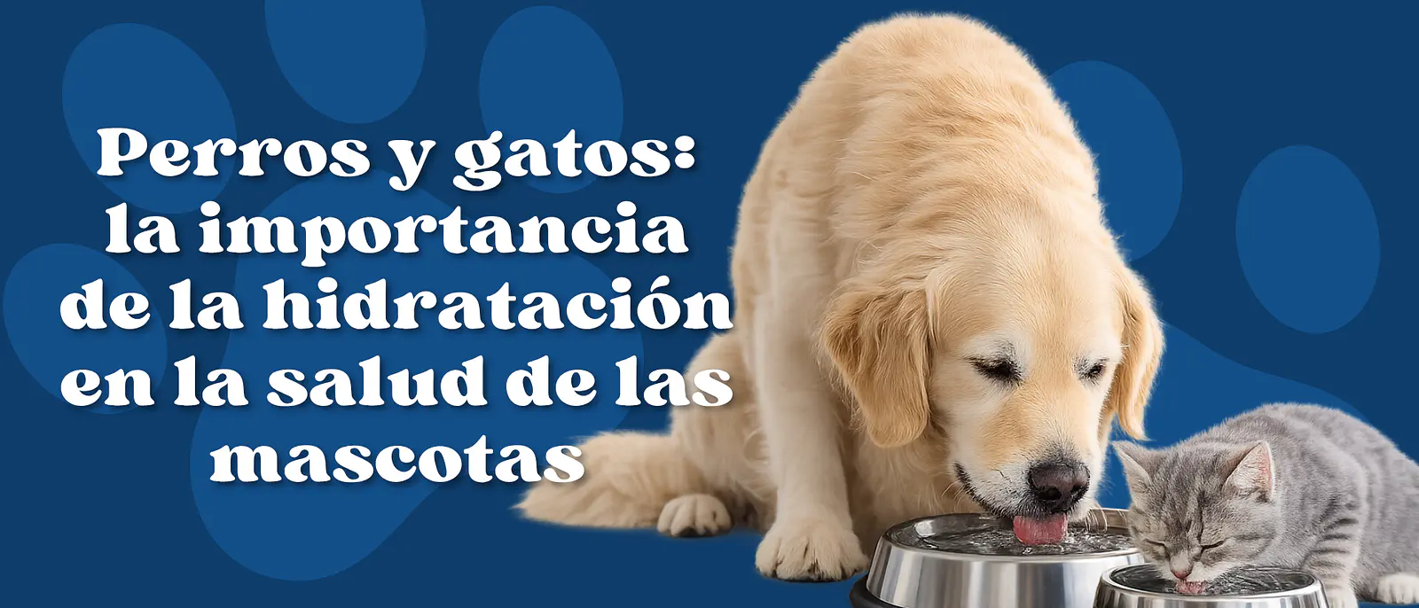 Perros y gatos: la importancia de la hidratación en la salud de las mascotas