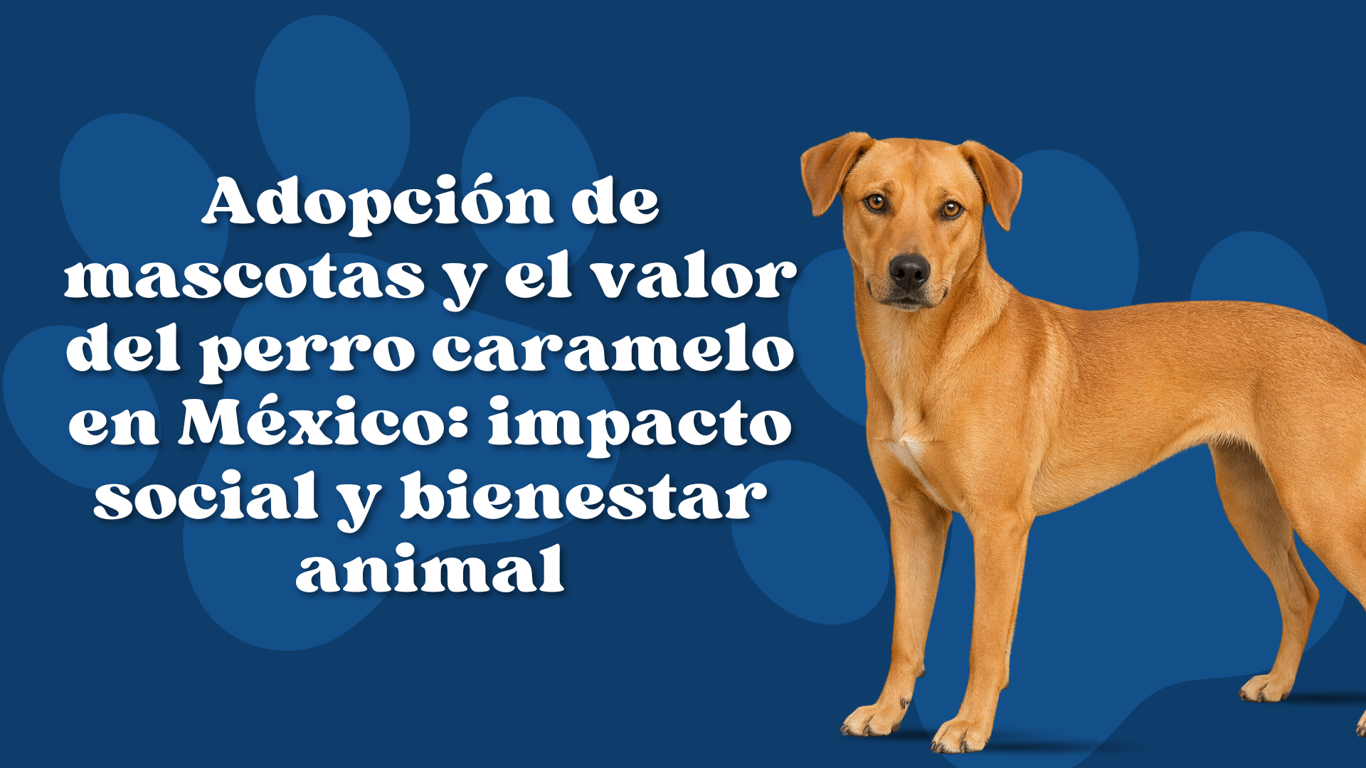 Adopción de mascotas y el valor del perro caramelo en México: impacto social y bienestar animal