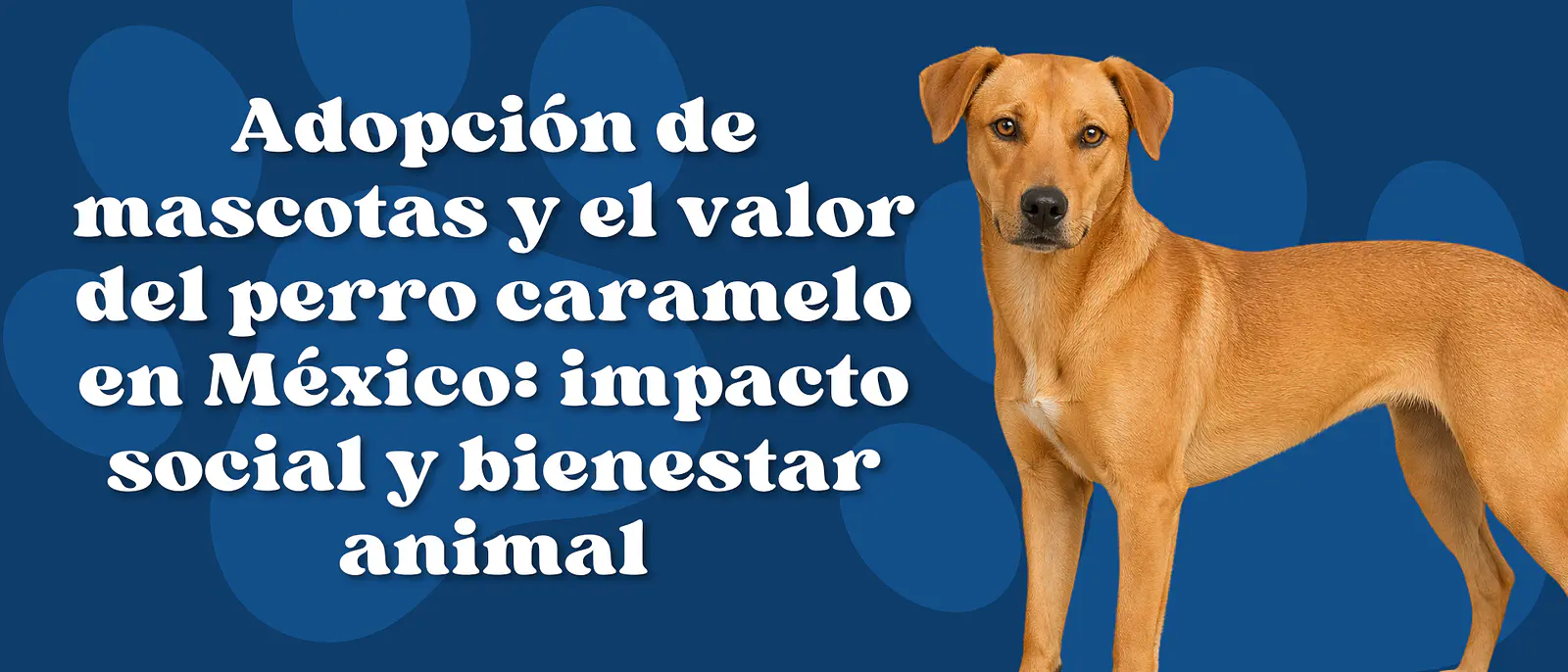 Adopción de mascotas y el valor del perro caramelo en México: impacto social y bienestar animal