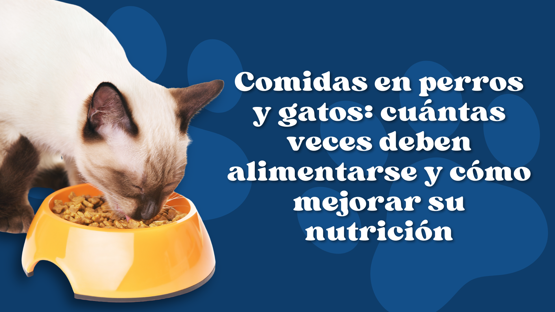 Comidas en perros y gatos: cuántas veces deben alimentarse y cómo mejorar su nutrición