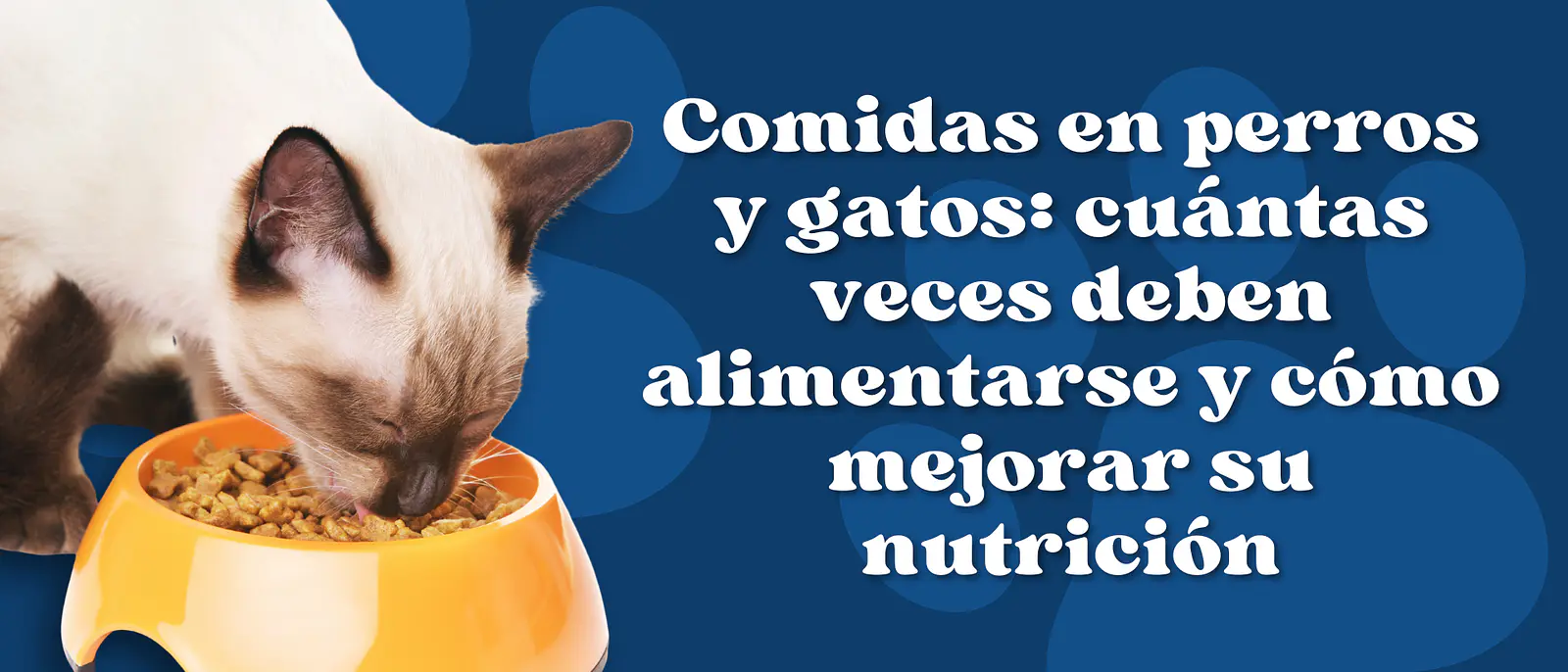 Comidas en perros y gatos: cuántas veces deben alimentarse y cómo mejorar su nutrición