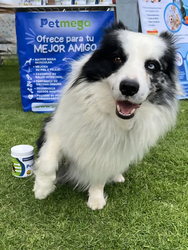 Ideal para Cada Mascota
