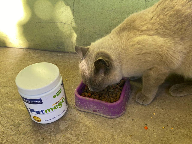 ¡Petmega fue lo primero que le di al rescatarlo!