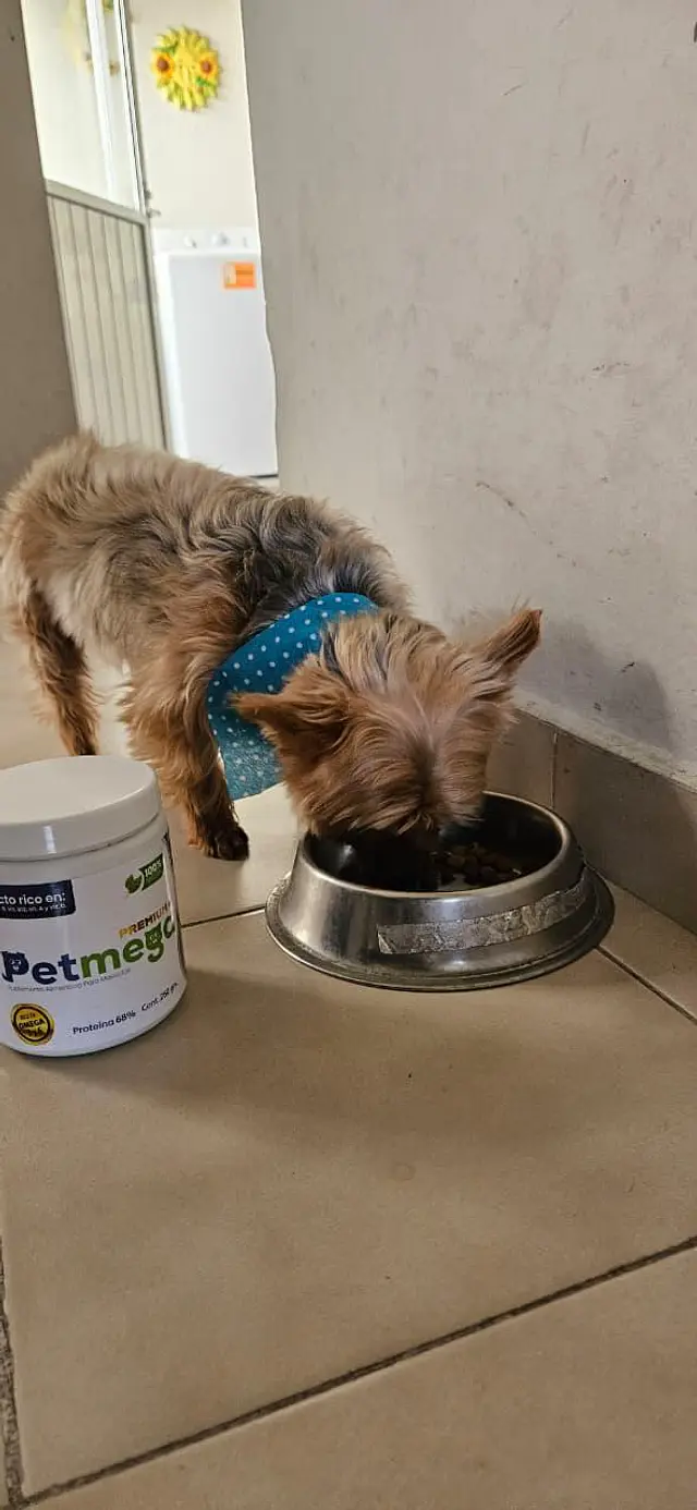 ¡A mi perrito le encantó!   