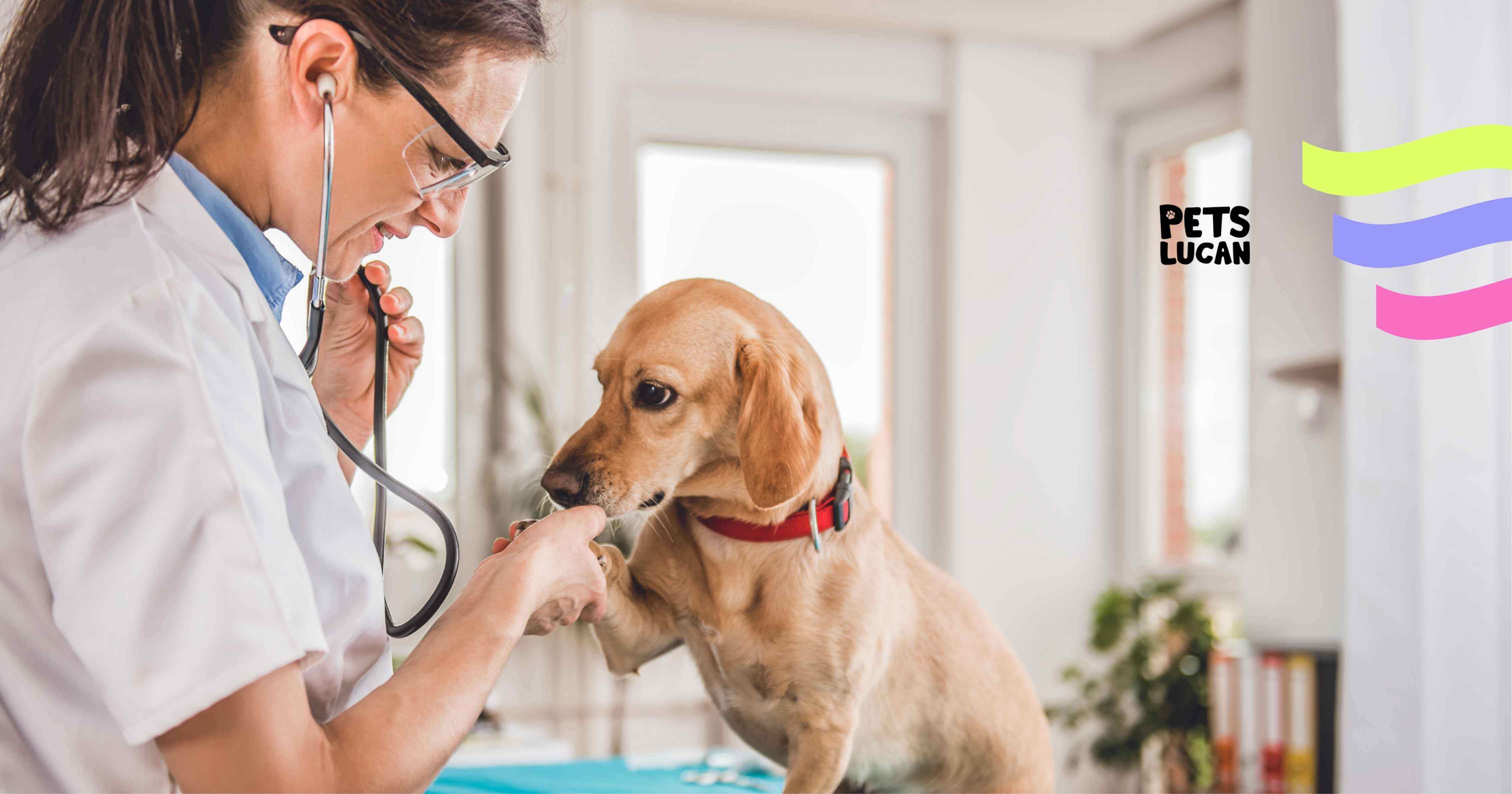 ¿Cada cuánto llevar tu mascota al veterinario? Guía por edad