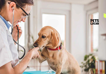 ¿Cada cuánto llevar tu mascota al veterinario? Guía por edad