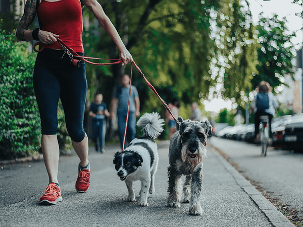 A importância da caminhada diária