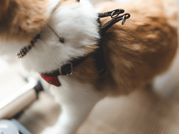 Natural care for a shiny and healthy coat