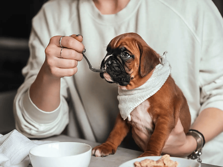 Sinais de que o seu cão está a alimentar-se bem.