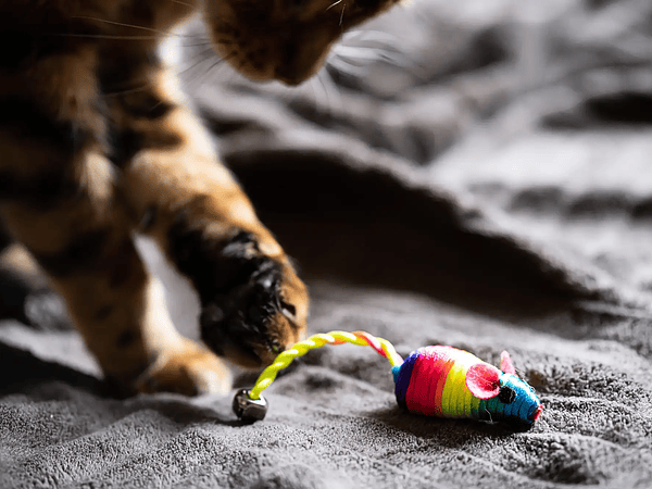 Toys that stimulate body and mind