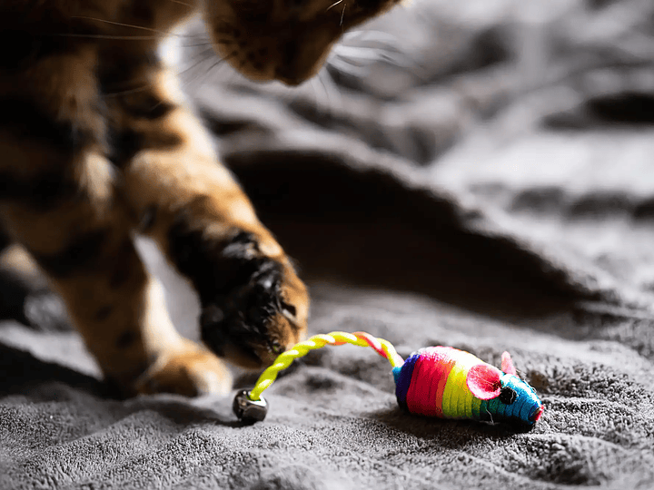 Brinquedos que estimulam o corpo e a mente.