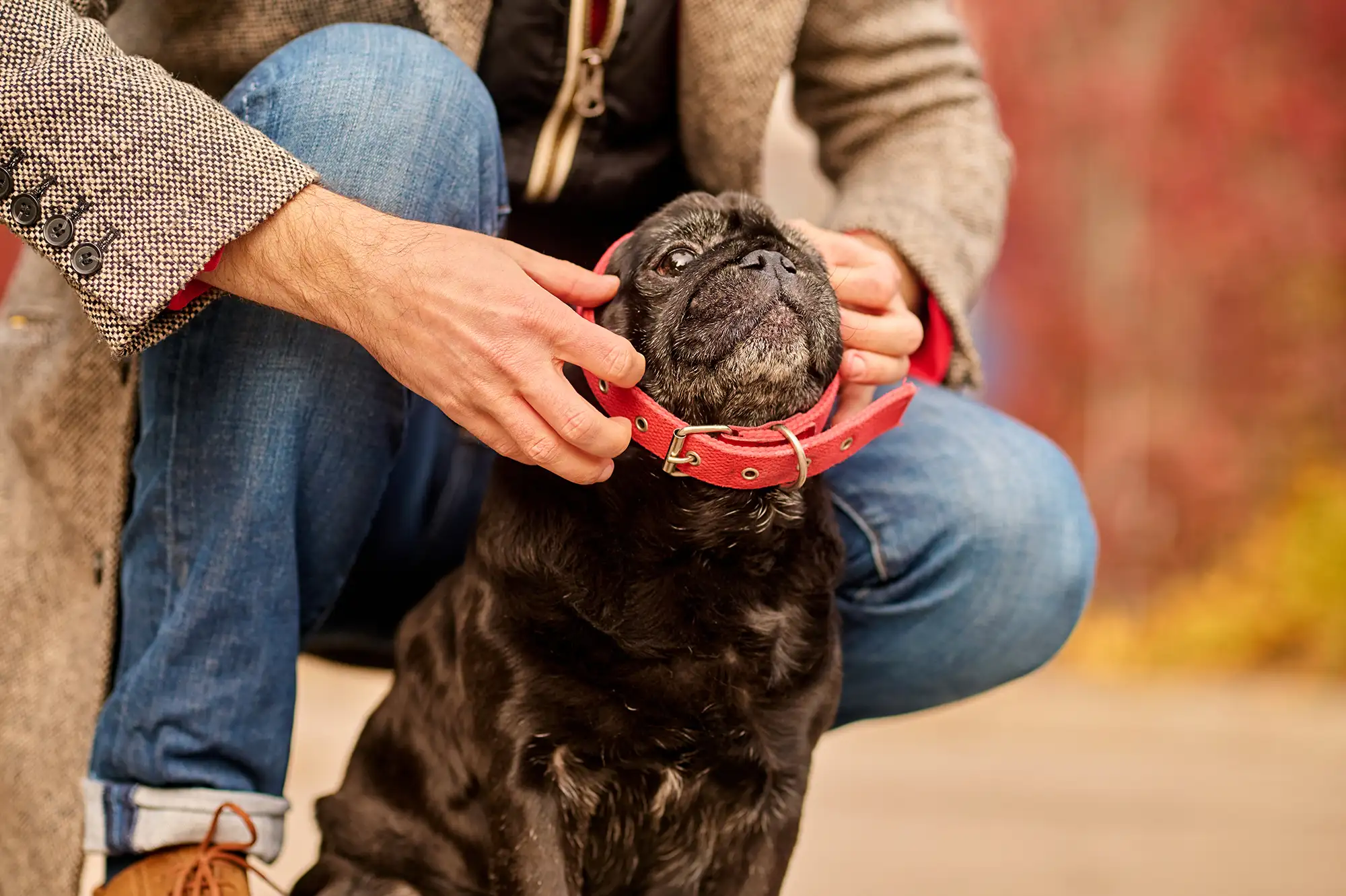 How to choose the perfect collar for your dog