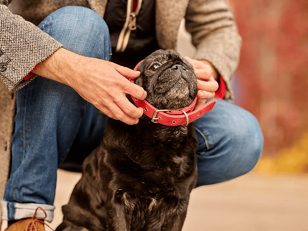 How to choose the perfect collar for your dog
